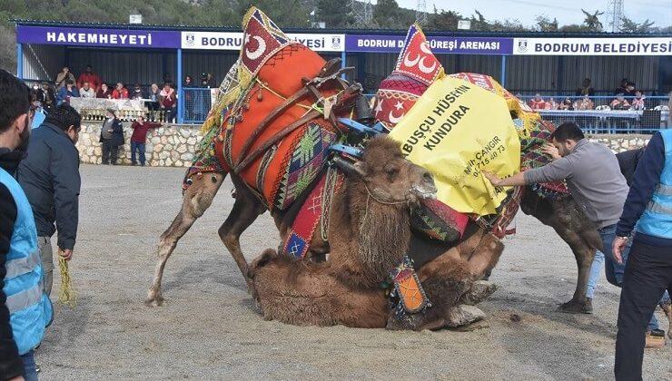 Bodrum’da geleneksel deve güreşi festivali yapıldı