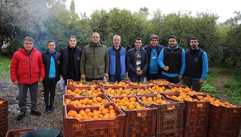 Bodrum Belediyesi Mandalina Alımına Devam Ediyor
