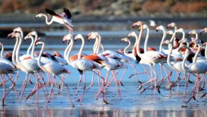 Flamingo cenneti ve antik kenti çöplüğe çevirdiler, alan can çekişiyor
