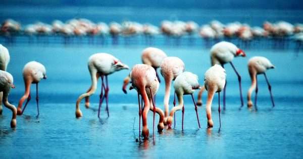 Tuzla Sulak Alanı’na binlerce flamingo geldi