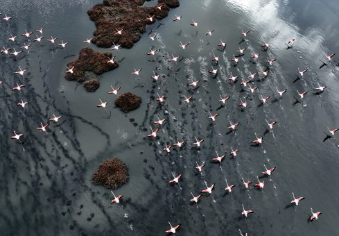 Göçmen kuşlar sıcak hava nedeniyle Avrupa’da kaldı