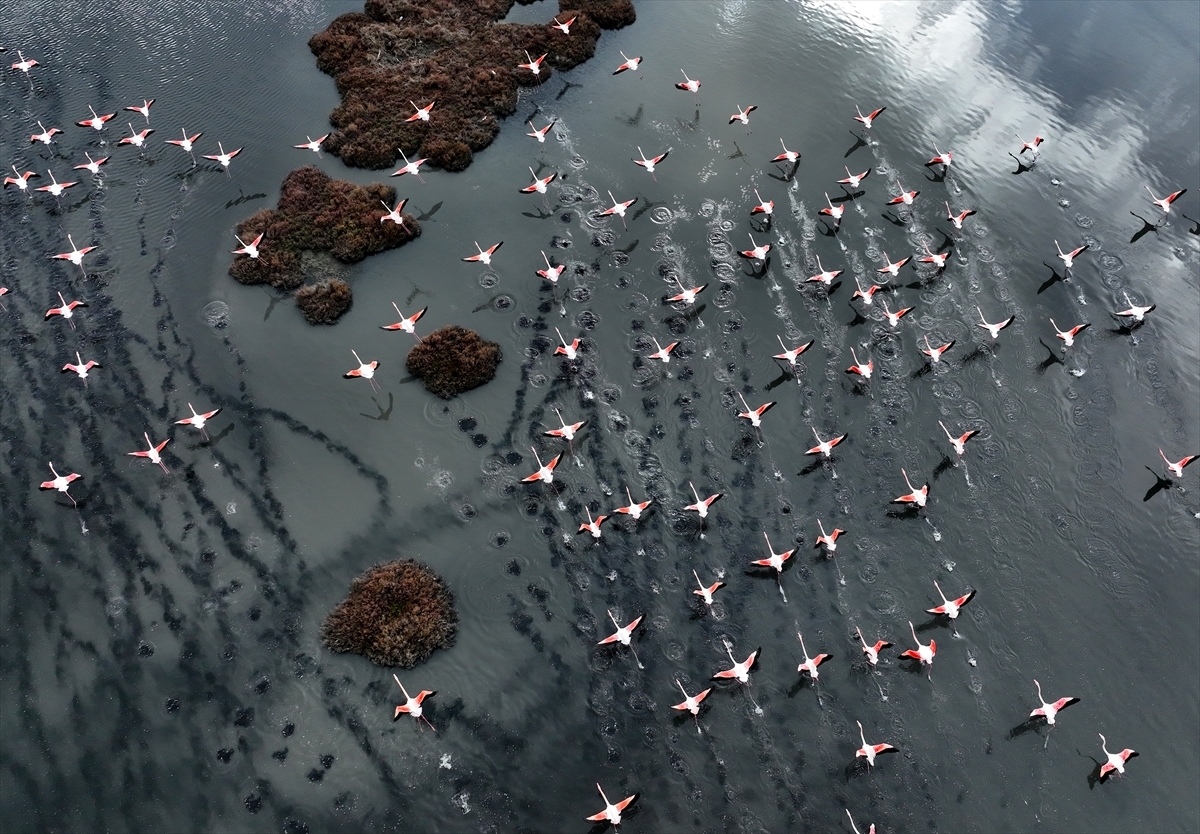 Göçmen kuşlar sıcak hava nedeniyle Avrupa’da kaldı