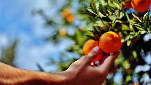 Bodrum Belediyesi verdiği satın alma garantisi ile de üretime katkıyı sürdürüyor.