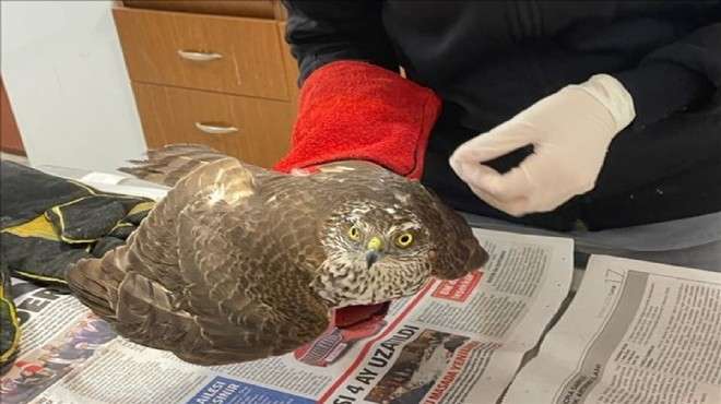 Bodrum’da yaralı bulunan biri yavru 2 şahin tedaviye alındı