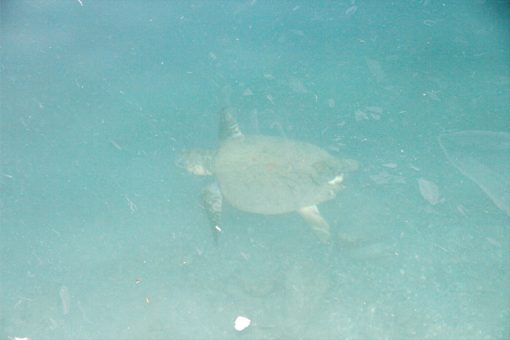 Datça’da limana gelen caretta caretta vatandaşlar tarafından takip edildi