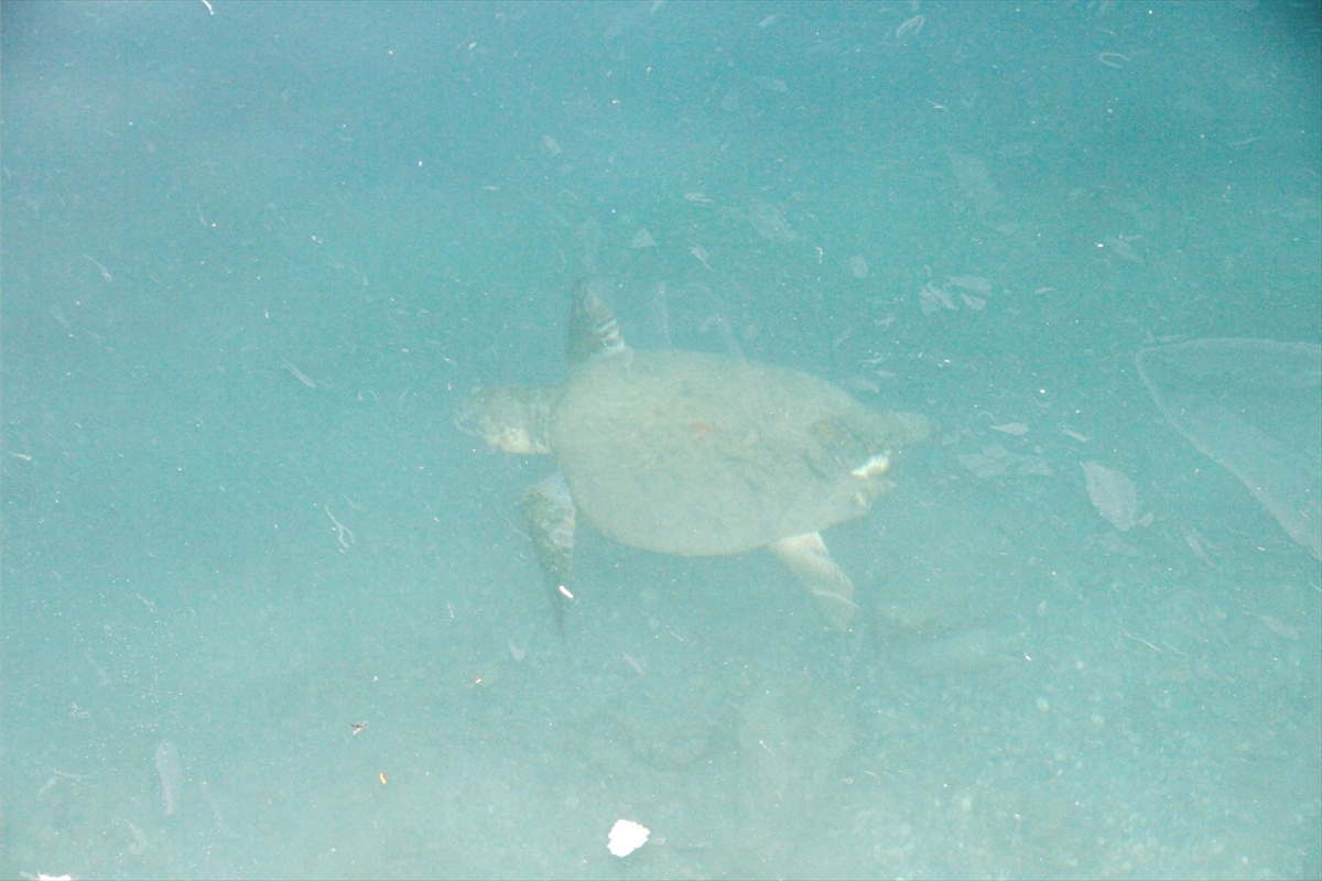 Datça’da limana gelen caretta caretta vatandaşlar tarafından takip edildi