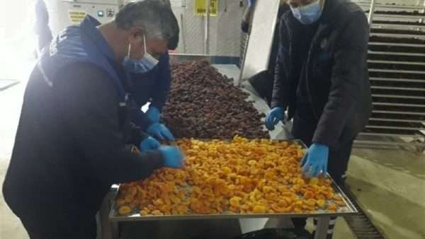 Malatyalı üreticilerden satın alınan kayısı Muğla’da ücretsiz dağıtılacak