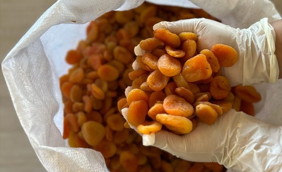 Bodrum Belediyesi Malatya’da üreticinin elinde kalan 2 ton kuru kayısıyı satın aldı