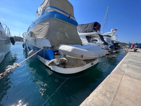 Didim’de marinada Akdeniz foku görüldü
