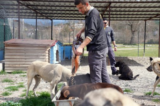 Muğla’da, depremlerden etkilenen 11 sokak köpeği bakıma alındı