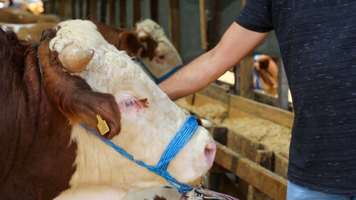 Şap hastalığı nedir, belirtileri neler? Şap hastalığı insana geçer mi?