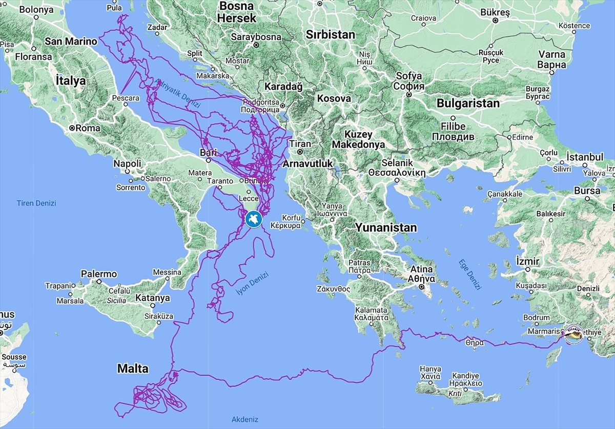Uydu takibinde izlenen “Caretta Caretta Tuba” 20 bin kilometre yol gitti