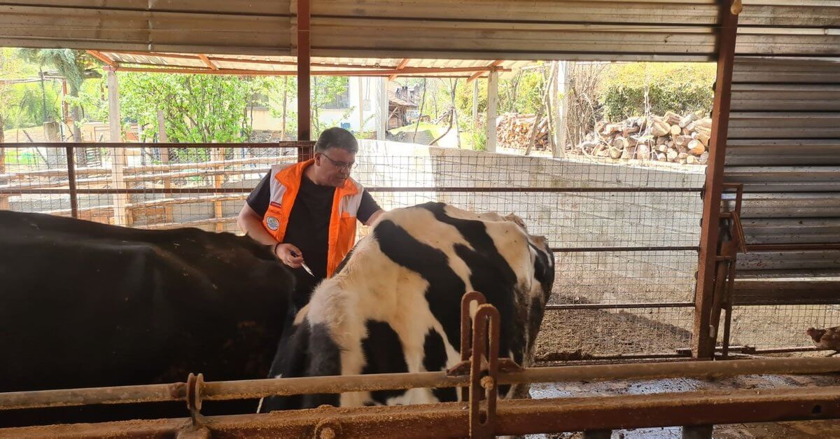 Muğla’da şap hastalığıyla aşı mücadelesi olumlu sonuç verdi