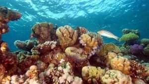 Galapagos Adaları’nda mercan resifi keşfedildi