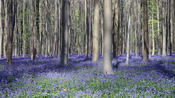 Hallerbos Ormanı’ndaki çan çiçekleri ziyaretçileri büyülüyor