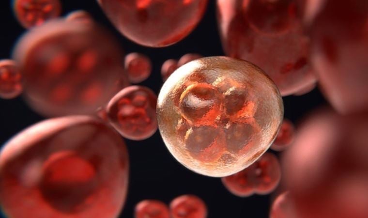 ‘Kanserlerin 3’te 1’ini önlemek elimizde’