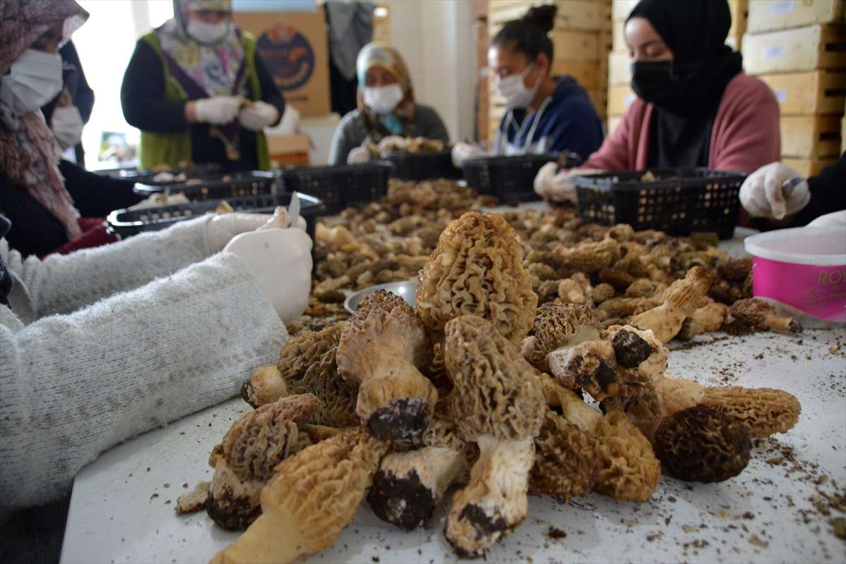 Muğla’da dağlardan toplanan kuzugöbeği mantarı ihraç ediliyor
