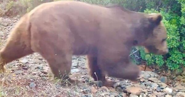Muğla’da bozayı fotokapanla görüntülendi