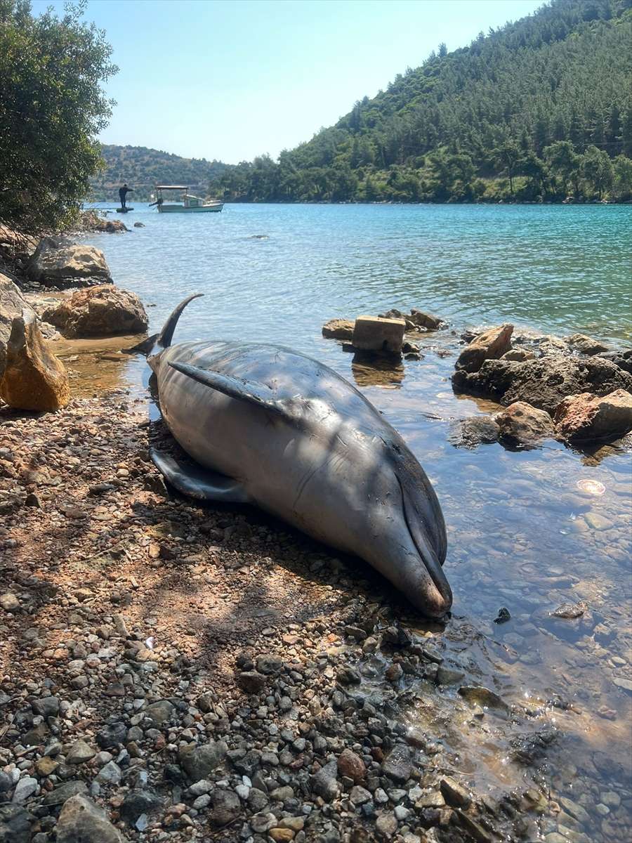 Bodrum’da ölü yunus sahile vurdu