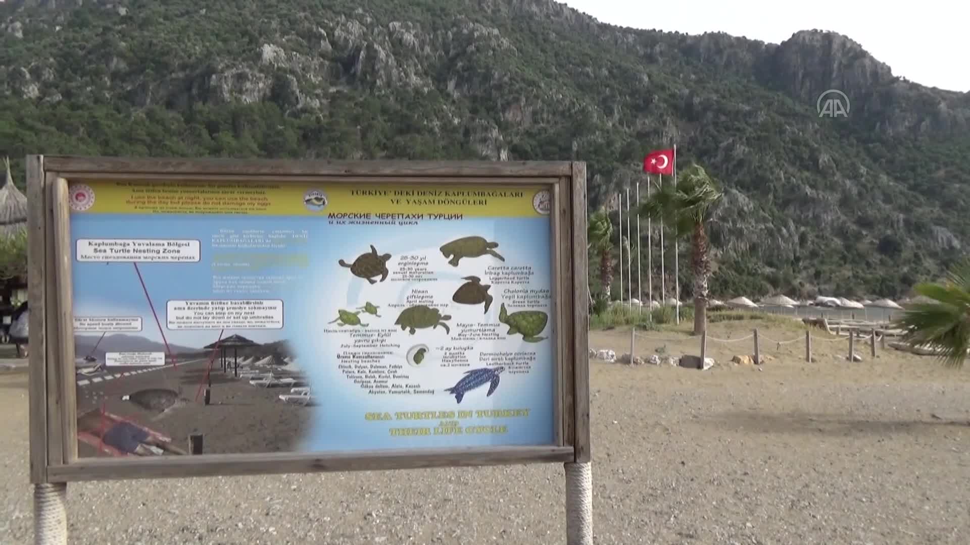 İztuzu kumsalında caretta caretta yuvası sayısında artış bekleniyor