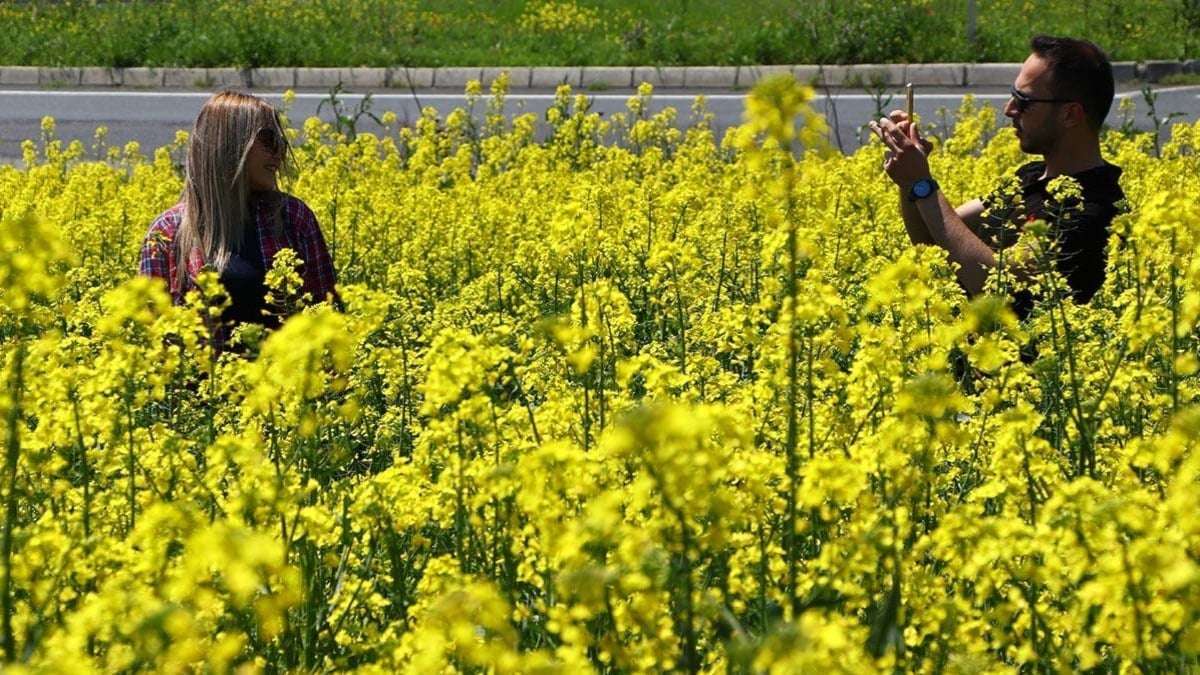 Kanola tarlaları fotoğraf tutkunlarını bekliyor