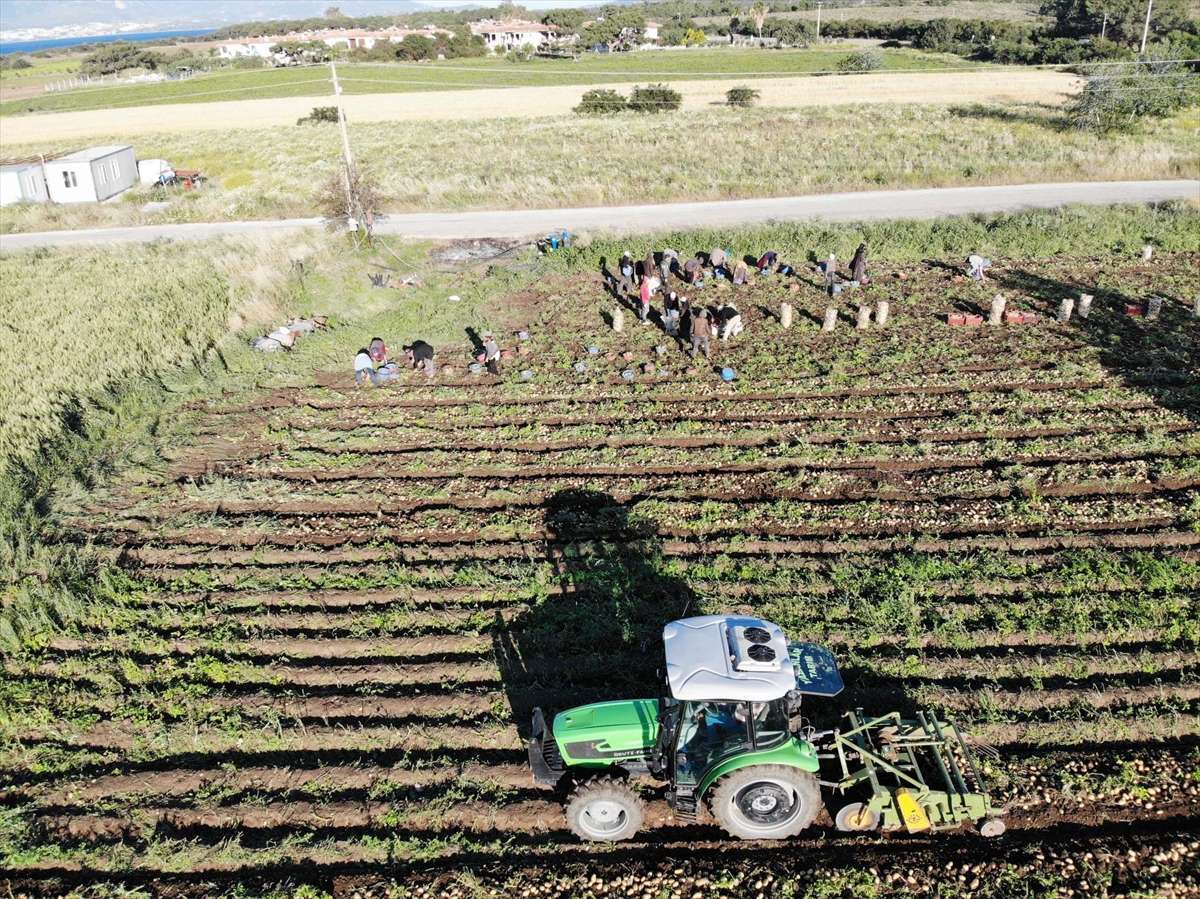 Muğla’da turfanda patatesin hasadına başlandı