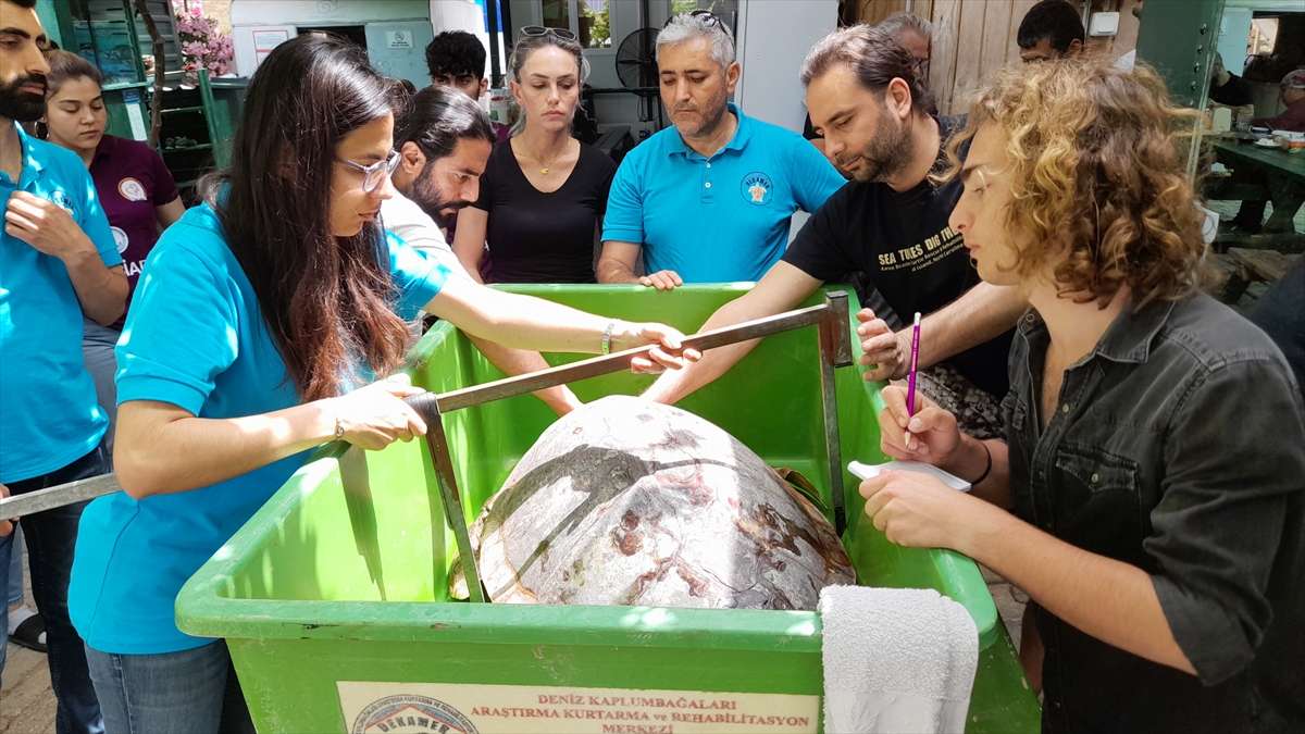 Muğla’da uydu takip cihazı takılan caretta caretta denize bırakıldı