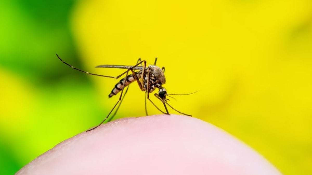 Onlara çekiliyorlar: Sivrisineklerin neden belirli insanları ısırdıkları ortaya çıktı