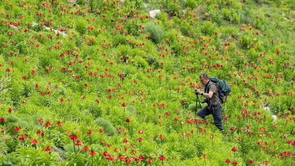 Ters lalelerin manzarası eşliğinde doğa gezisi yapıyorlar