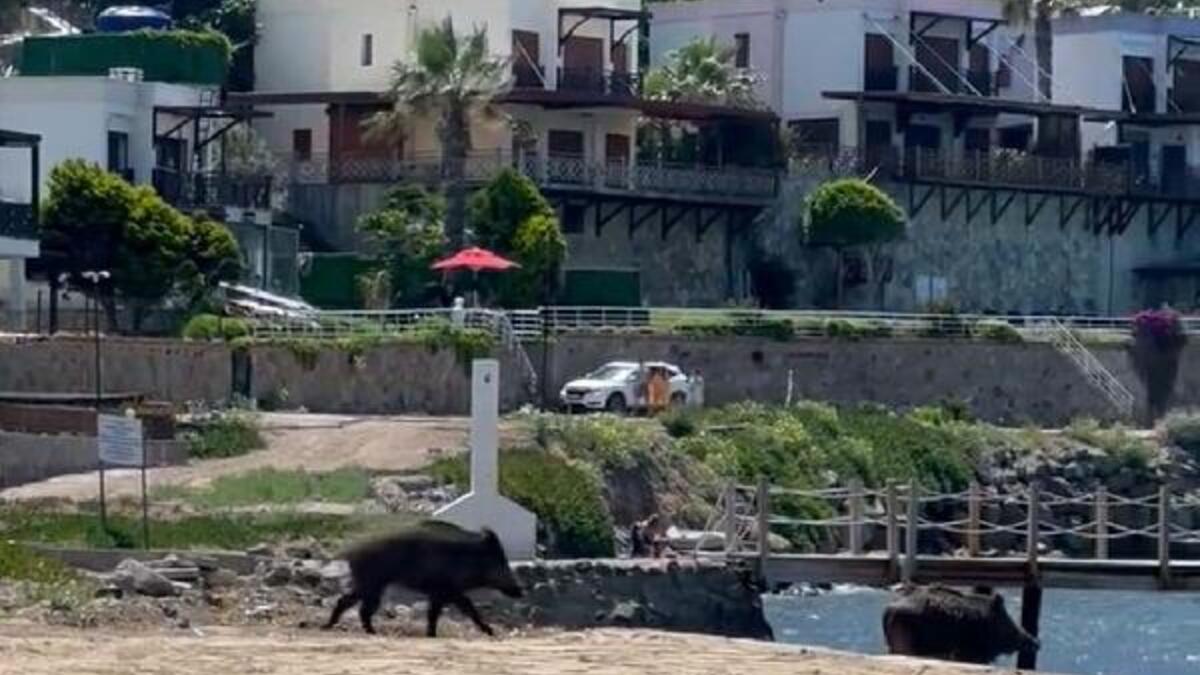 Bodrum’da plaja inen yaban domuzları şaşkınlığa neden oldu