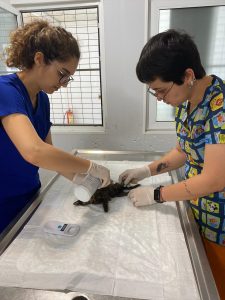 Bodrum’da aracın çarptığı kedi yavrusu tedaviye alındı