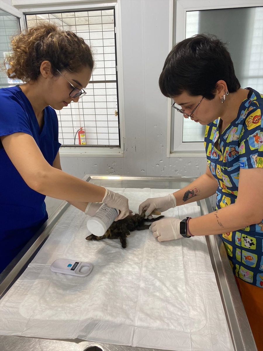 Bodrum’da aracın çarptığı kedi yavrusu tedaviye alındı