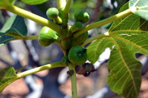 Fethiye’de kadınlara kaya inciri yetiştirme eğitimi verildi