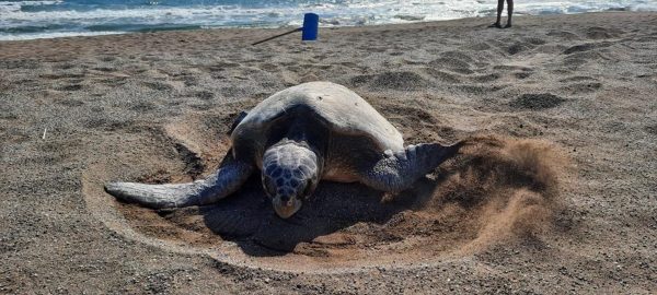 Koruma çabaları sayesinde deniz kaplumbağası sayısı artıyor