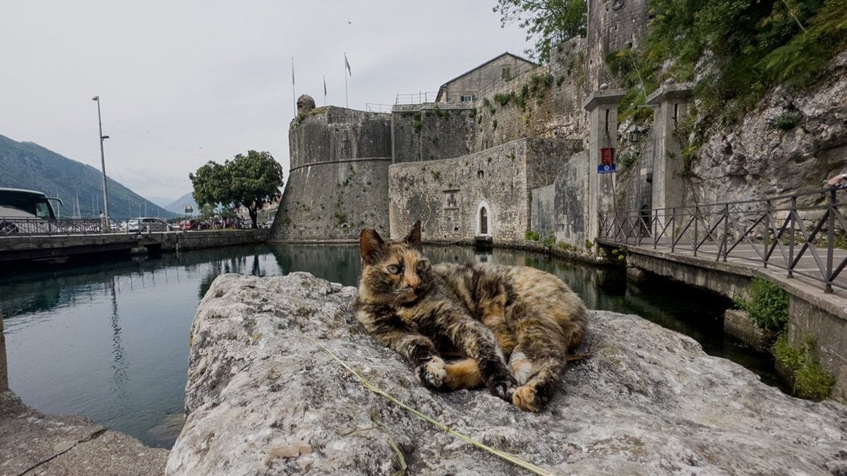 Kotor: Kediler kenti