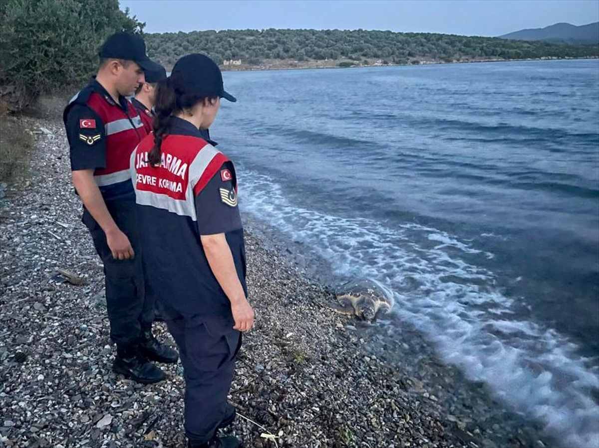 Milas’ta yaralı bulunan deniz kaplumbağası tedaviye alındı