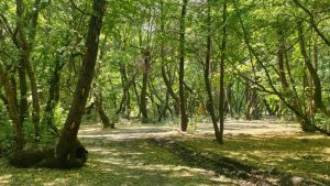 Muğla’da bazı bölgelerde ormanlık alanlara giriş yasağı getirildi