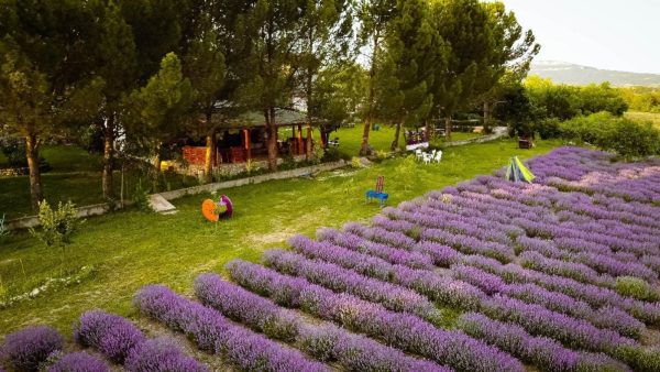 Safranbolu’da lavanta mevsimi