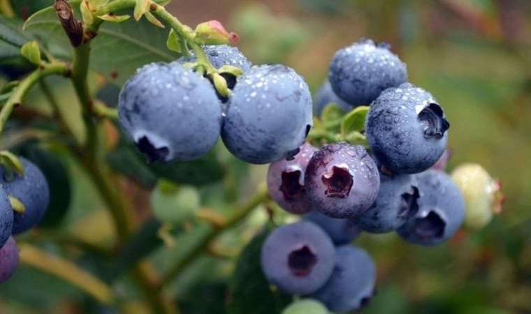 Bu besinler karaciğerinizi tertemiz yapıyor! Özellikle bir meyve var ki karaciğerin en yakın dostu o…