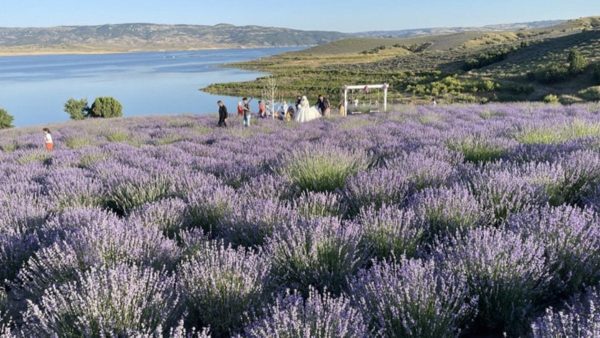 Çekerek Barajı lavanta kokusuyla misafirlerini ağırlıyor