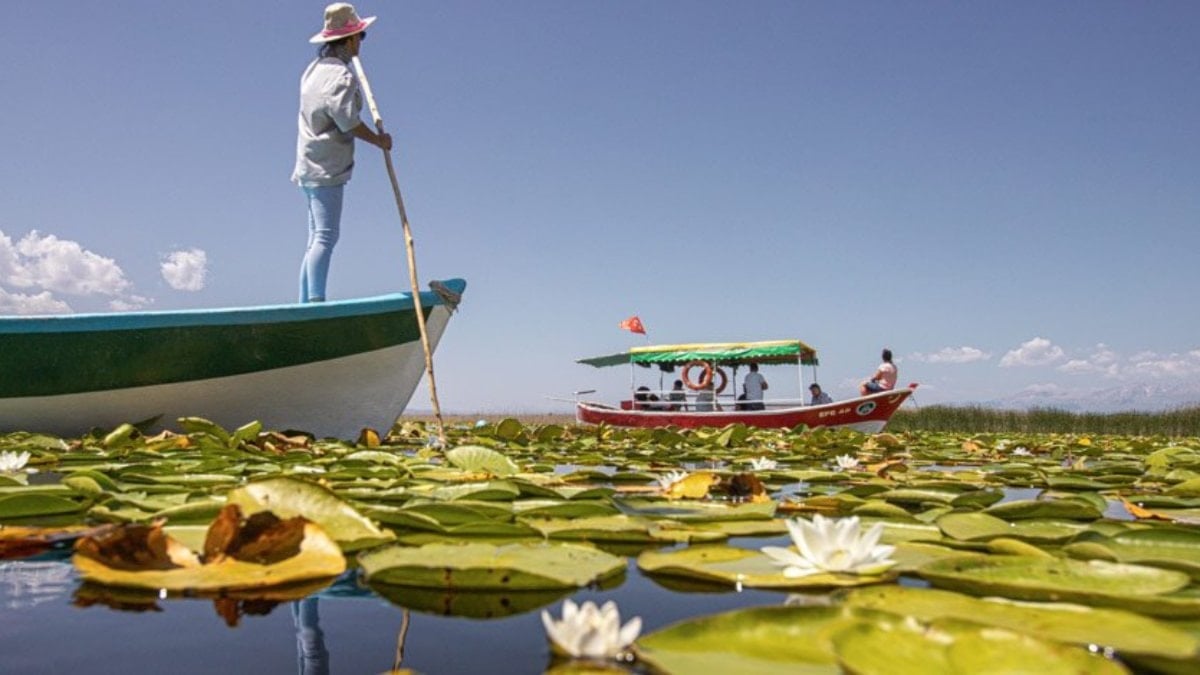 Güzelliğiyle ziyaretçi çeken nilüferlere yoğun ilgi
