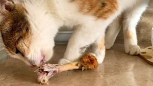 Kedi sahiplerine çağrı: Çiğ tavuk vermeyin