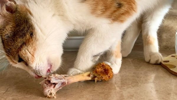 Kedi sahiplerine çağrı: Çiğ tavuk vermeyin