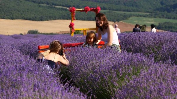 Lavanta tarlaları çok sayıda yerli ve yabancı turisti misafir etti