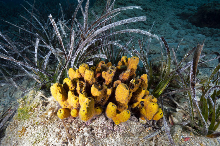 Bodrum'da deniz çayırları su altı kamerasınca görüntülendi