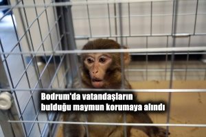 Bodrum’da vatandaşların bulduğu maymun korumaya alındı