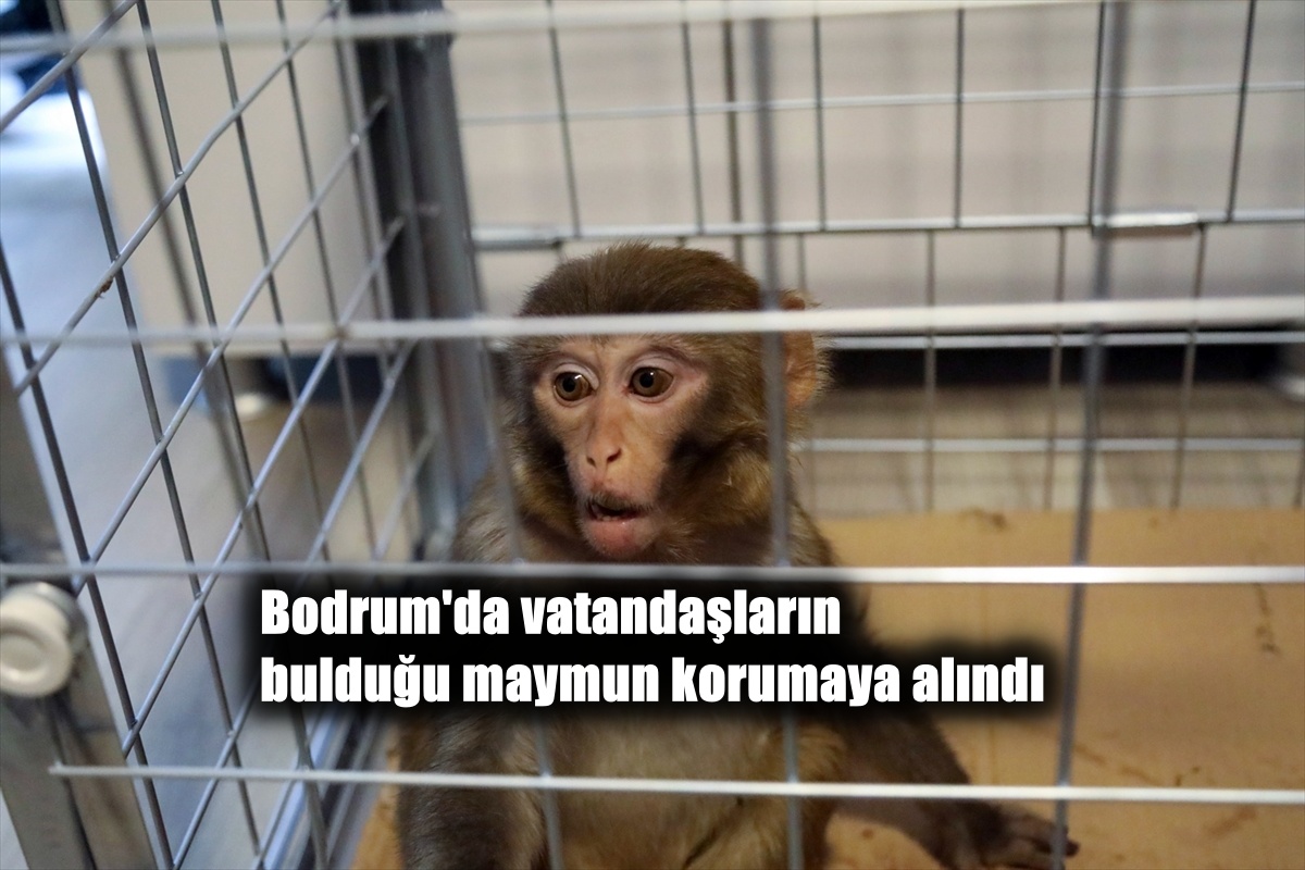 Bodrum’da vatandaşların bulduğu maymun korumaya alındı
