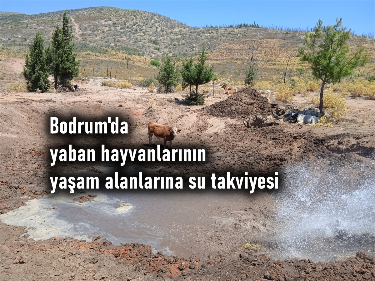 Bodrum’da yaban hayvanlarının yaşam alanlarına su takviyesi yapılıyor