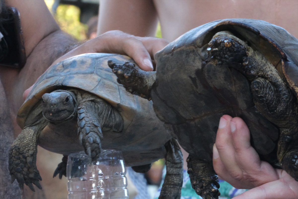 Bodrum’da makilik yangınında kurtarılan kaplumbağalar tedaviye alındı