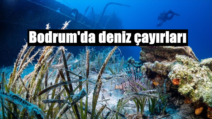 Bodrum’da deniz çayırları su altı kamerasınca görüntülendi